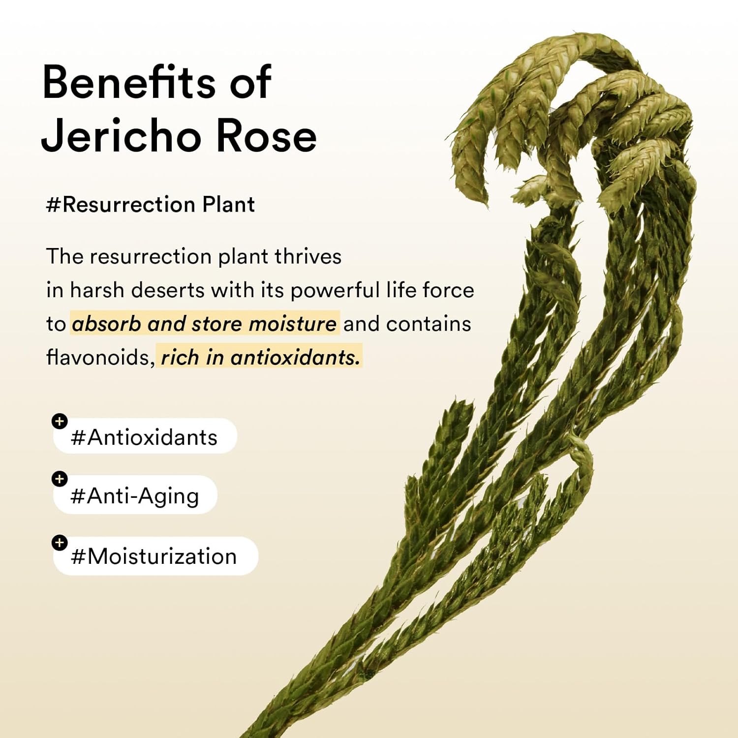 Abib - EYE PATCH JERICHO ROSE - 60ea